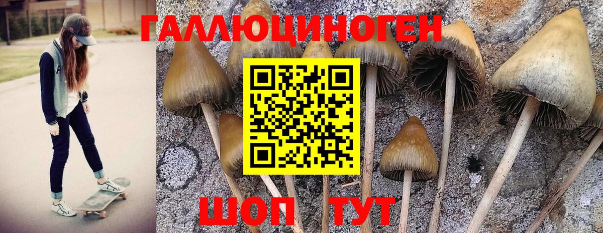 Псилоцибиновые грибы Psilocybine cubensis Кирово-Чепецк